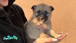 Щенки в дар 