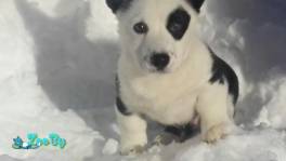 Мальчик вельш корги кардиган