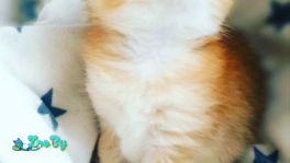 Котята шотландские ЗОЛОТАЯ ШИНШИЛЛА