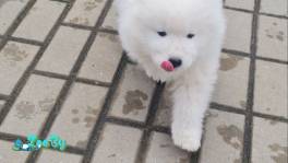 Продаются щенки самоеда