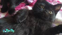 Котята британской короткошёрстной