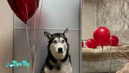 Щенки хаски