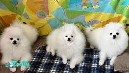 Белоснежные щенки померанского шпица