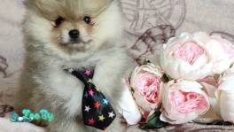 Померанский шпиц, щенки. Мини мишкт