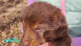 Щенки в дар (добрые руки) 6 мальчиков