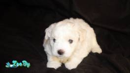 Продам щенков Бишон Фризе