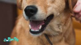 Собака в дар!