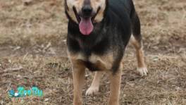 Собака в дар! Чапа