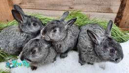 КРОЛИКИ РАЗНЫХ ПОРОД