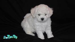 Щенки Бишон фризе