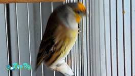 Продам гибрит щегла и канарейки 10 месяцев красиво поёт 100 р