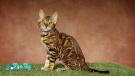 Чистокровные бенгальские котята мальчики