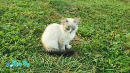 Котята даром 