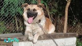 Собака в дар!