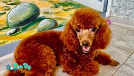 Для вязки - предлагаются 2 красных пуделя