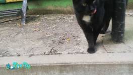 Суперласковая кошка ищет передержку или дом!