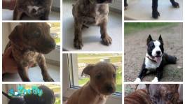 Продаются щенки пидбуля 