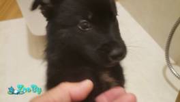 Щенюли в дар