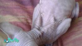 Котенок канадский сфинкс 2 месяца