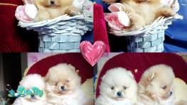 Померанский шпиц, щенки Мини мишки