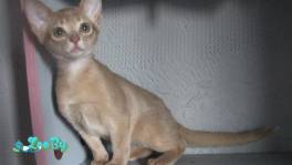 Абиссинский котенок девочка окраса фавн
