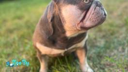 Французкий бульдог