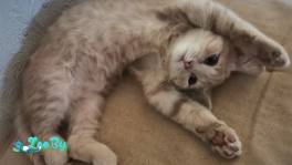 Ласковый котенок ищет новый дом