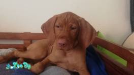 Щенки венгерской выжлы