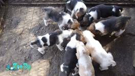 Продаются щенки эстонской гончей от элитных собак