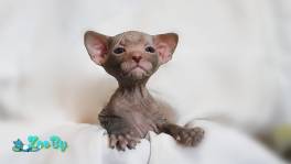 Сфинкс Петербургский котята (Петерболд)