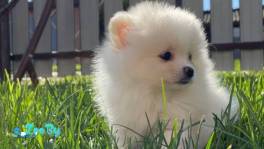 Щенок шпиц девочка