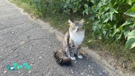 Кошка в дар, SOS! нужна передержка или дом
