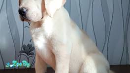 Щенки лабрадора от питомника MercuryPuppy