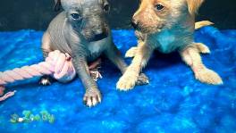 Мальчики Ксоло( мексиканская голая)