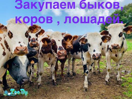 По всей территории РБ. Закупаем Быков , коров, лошадей .Дорого.