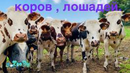 По всей территории РБ. Закупаем Быков , коров, лошадей .Дорого.