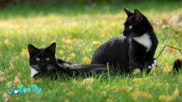 Рэм и Лойд ищут дом