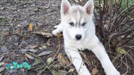 Щенки хаски