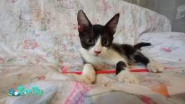 Ласковый котенок ищет дом, 2,5 месяца