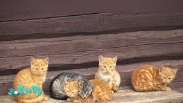 Котята в дар