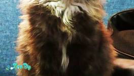 Котенок- девочка Ями (3 месяца) в поиске дома 