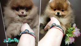 Померанский шпиц, щенки. Мальчики. Мини мишки