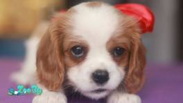 щенки Кавалер 