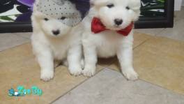 Продам щенков Самоед
