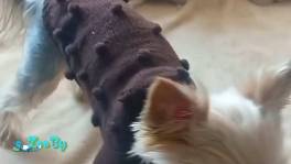 Свитор вязанный для йорков , йорочек