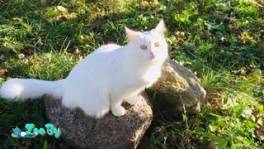 Передержка- Кошек, Котов, Котят 