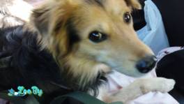 Собака вдар, усер хозяин, грозит усыпление! Мегасос