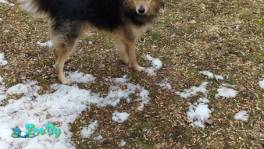 Собака вдар, усер хозяин, грозит усыпление! Мегасос