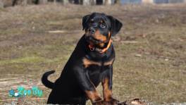 Ротвейлера щенки из питомника