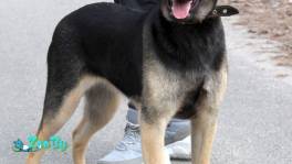 Щенок Джесс в дар, ищет дом